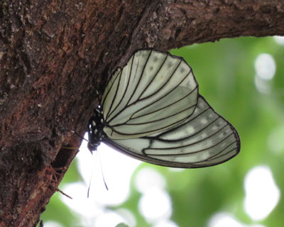 �t�͔����A�J�{�V�S�}�_��