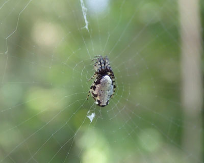 �ӊO�ɂ悭����M�����b�L�S�~�O��