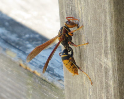 �������̓Z�O���A�V�i�K�o�`�ۂ�