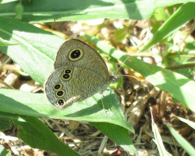 �����q���E���i�~�W���m��