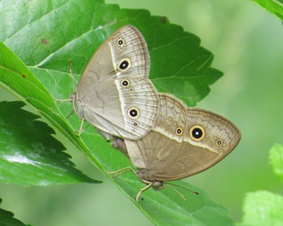 ������Ƃ��ꂢ�ȃq���W���m��