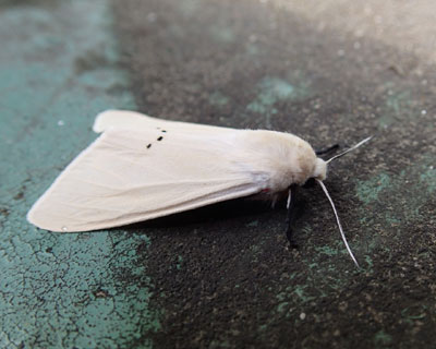 �I�r�q�g������