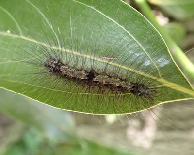 ���c�{�V�z�\�o�H