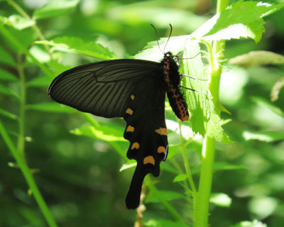 �傫���ė��h�ȃW���R�E�A�Q�n