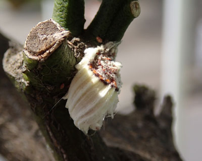 ���N���C�Z���A�J�C�K�����V