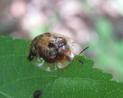 �������G�p���������C�`�����W�J���m�R�n���V