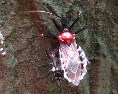 �H�����̃��R�d�i�T�V�K��