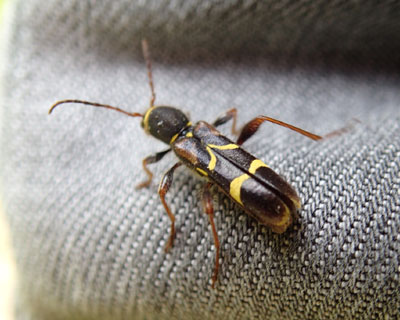 ���Ɏ~�܂����L�X�W�g���J�~�L��