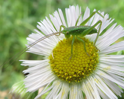 ���u�L���̎q