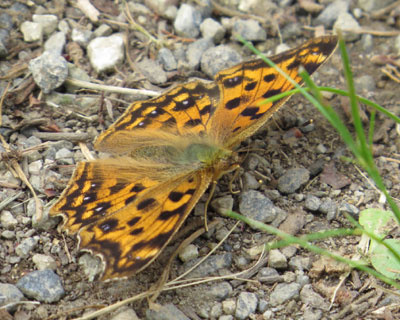 �V�������ȃL�^�e�n