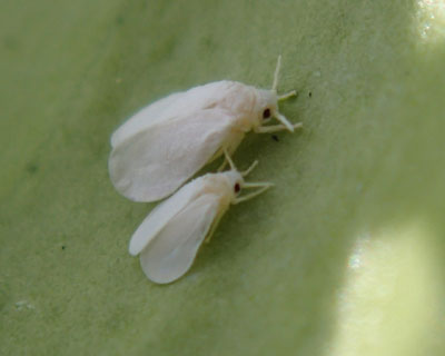 ���ǂ��R�i�W���~