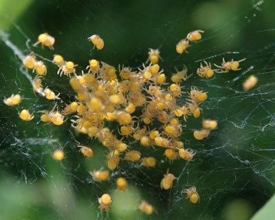 �^�R���ۂ��N���̎q