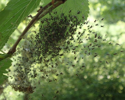 �U�炳�ꂽ�N���̎q