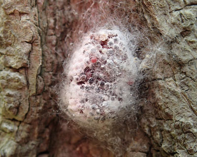 �W�����E�O���̗���