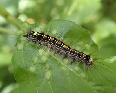 �Ⴂ�}�C�}�C�K�݂���