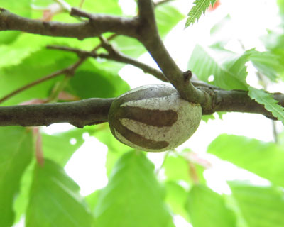 �C���K�̖�