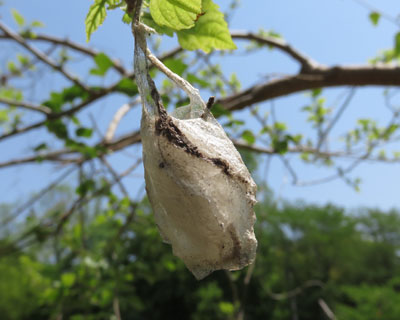 �E�X�^�r�K�̌Â����H