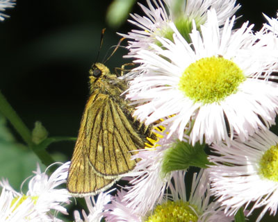 �R�`���o�l�Z�Z��