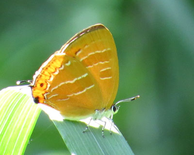 �炪���킢���A�J�V�W�~