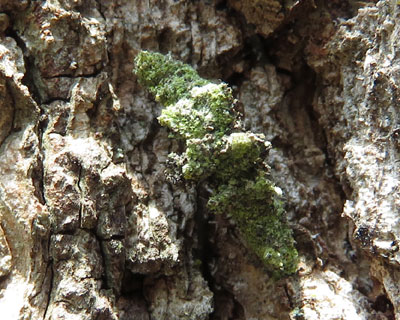 �V���z�V�R���K�̗c��