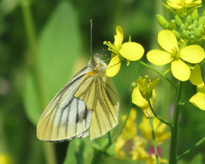 �₯�ɉ��F���X�W�O���V���`���E