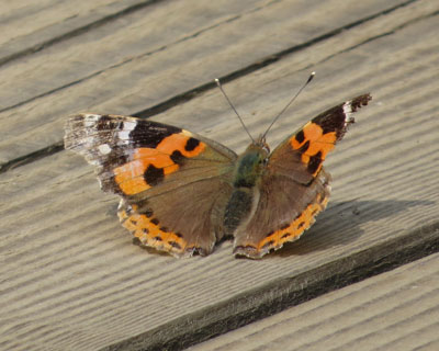 �{���A�J�^�e�n