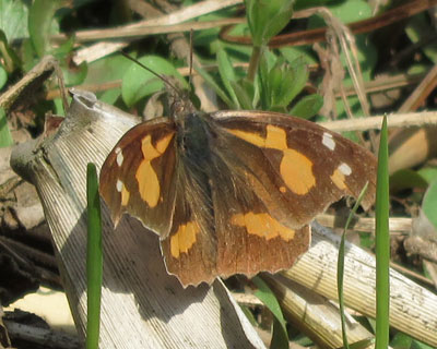 �e���O�`���E