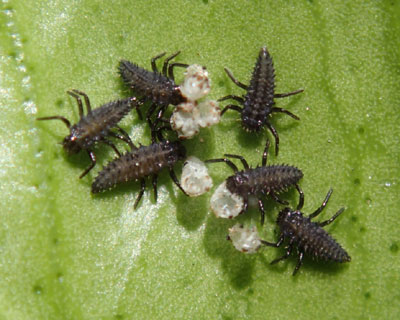 ���܂ꂽ�Ă��ۂ��e���g�E���V