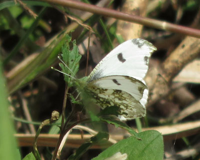 ���N���c�}�L�`���E�ɎS�s