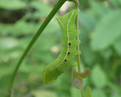 �J���X���g�E�̂ǂꂩ�H