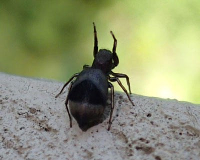 �o���U�C����A�I�I�r�n�G�g��