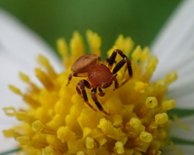 �Ԃ��Ă��킢���A�Y�`�O���̃I�X