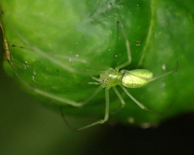 �����e�J��E���R�A�V�i�K�O��