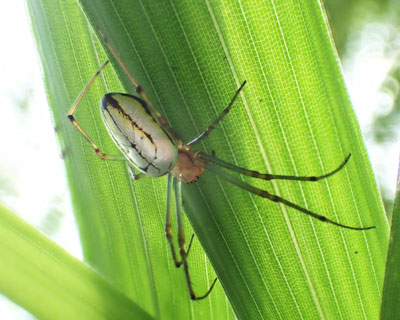 �I�I�V���J�l�O�����Ȃ��H