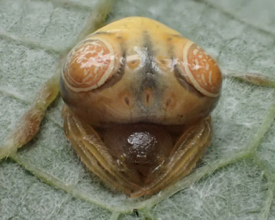 ���s�V�̂����I�I�g���m�t���_�}�V