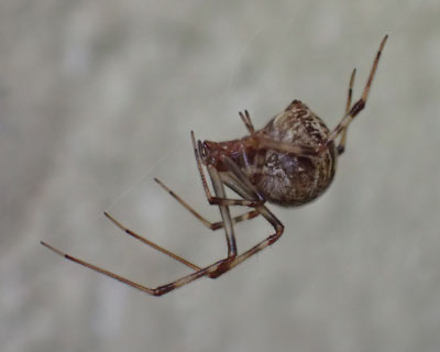 �ǂɏ������Ă�I�I�q���O��