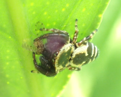 �J���X�n�G�g������