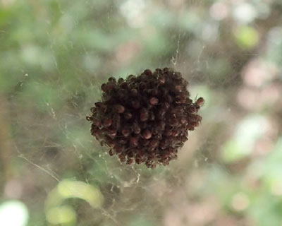 �N���̎q��������