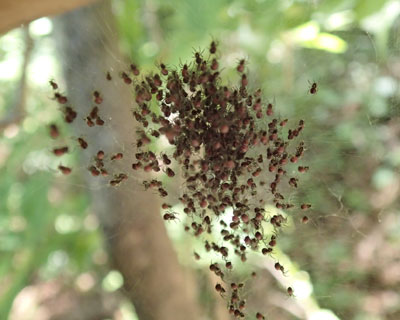 �U�炵�Ă݂�