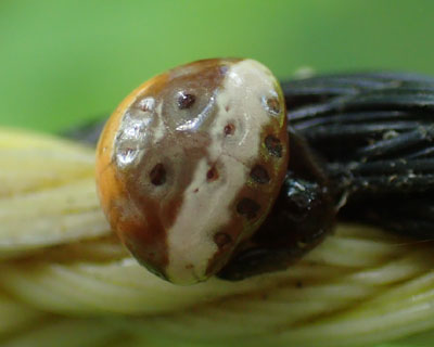 ���͂����݂����ȃV���I�r�g���m�t���_�}�V