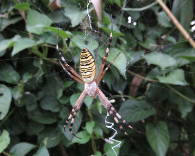 �i�K�R�K�l�O��