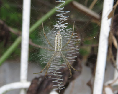 �Ⴂ�i�K�R�K�l�O��