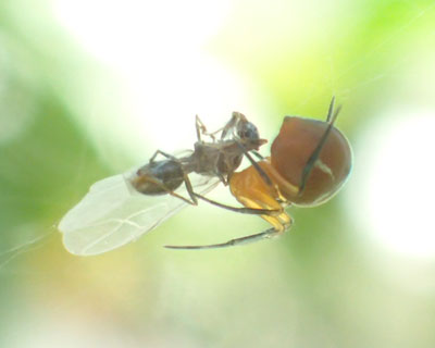 ���͂�������ƐH�ׂ�