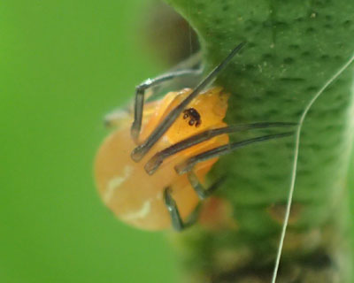 �䕗�̂Q����Ɏp��������