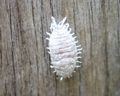 �J�C�K�����V�H