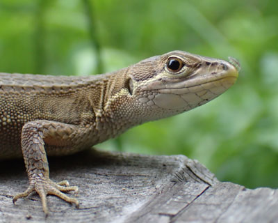 ��̏�𒎂��������J�i�w�r