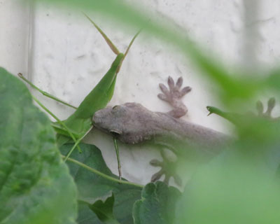 �o�b�^��߂܂���������