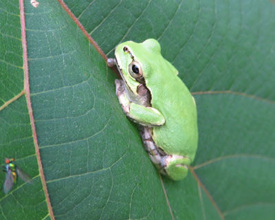 ��������܂�A�}�K�G��