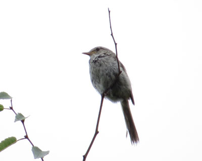 �����Ȃ��Ă����Ă�E�O�C�X