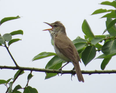 �����Ɩ��Ă�I�I���V�L��